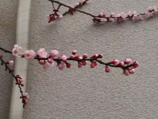 Photo 3月 22, 17 07 00.jpg